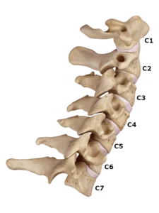 cervical