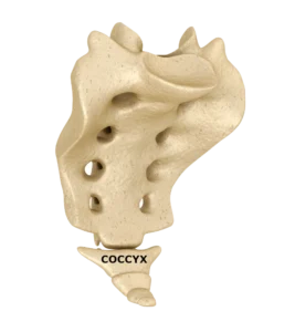 Coccyx