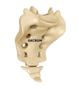 Sacrum