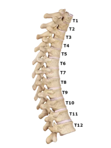 thoracic